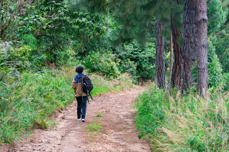 Person walking on a peaceful nature trail surrounded by trees